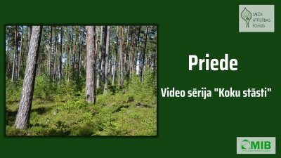 priede