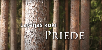 Koku stasti
