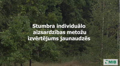 stumbrs