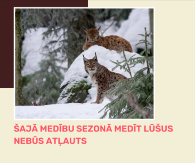 Lūši nemedīt