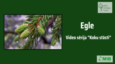 Koku stāsti Egle