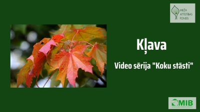 Koku stāsti Kļava