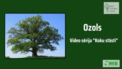 Koku stāsti Ozols
