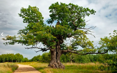 Oak Dunin
