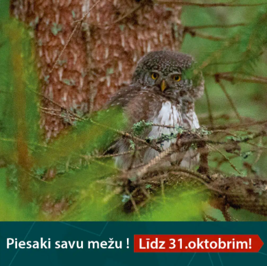 Dzīvais mežs