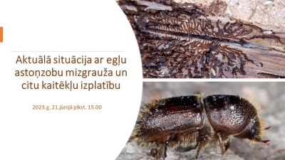 Eglu_mizgrauzis
