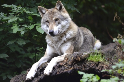 Vilks