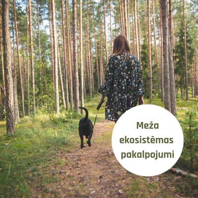 Ekosistēmas
