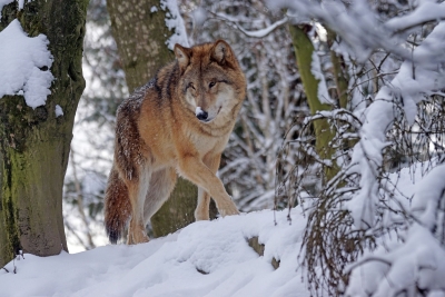 Vilks