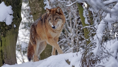 vilks