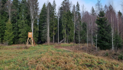 tornis