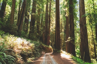 america forest