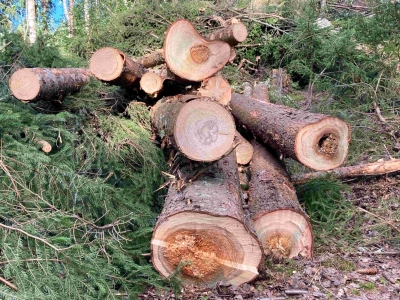 sakņu trupe