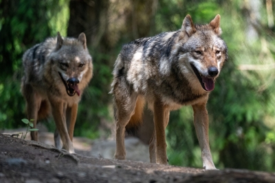 vilks