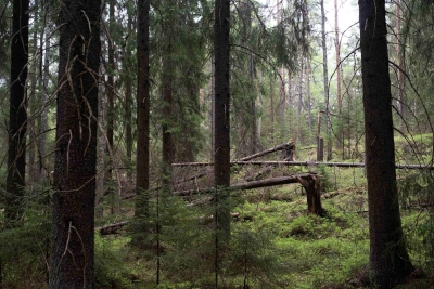 deadwood