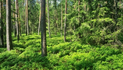 ierobežojumi
