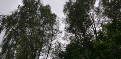 v