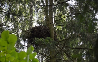 Mazā ērgļa ligzda