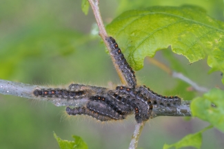 zeltvēdera mūķenes 