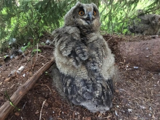 Meža īpašnieki uzsāk ūpja aizsardzības pasākumus