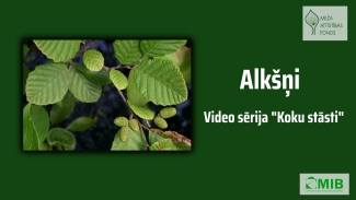 Koku stāsti Alksnis