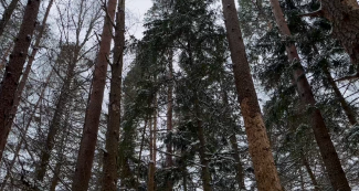 eglu astonzobu mizgrauzis priedes