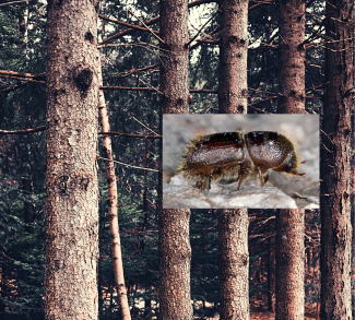 Eglu astonzobu mizgrauzis eglu audzes