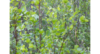 Betula humilis Schrank