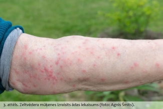 zeltvēdera mūķene