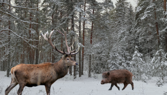 staltbriedis un mezacuka