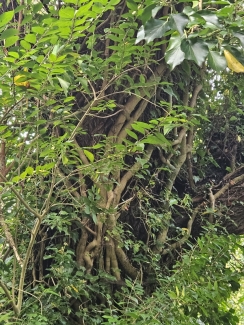 zviedrijas mežsaimniecība