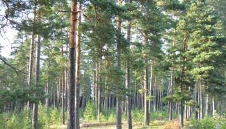 mk